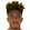 Nogueira